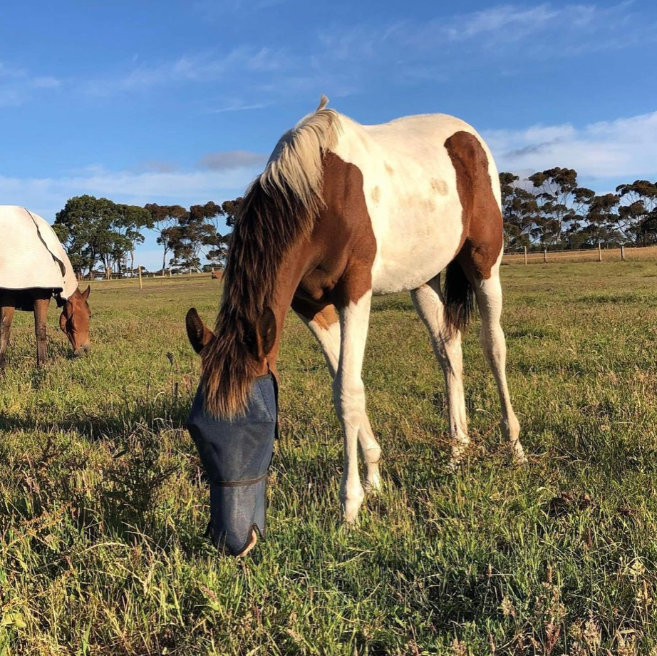 Fly Mask - Extended Nose